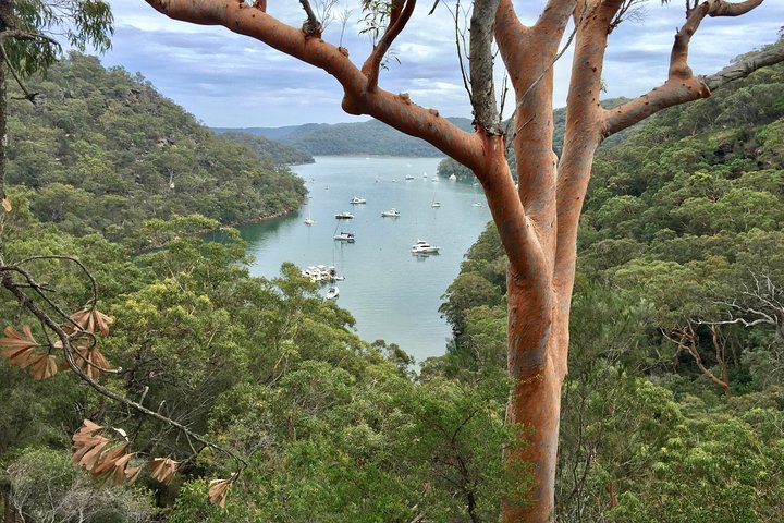 Shore Excursion: Sydney's Northern Beaches & Ku-ring-gai National Park Bus Tour - thumb 1
