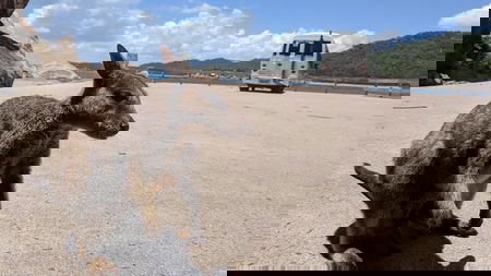Magnetic Island Tour Maggie Comprehensive