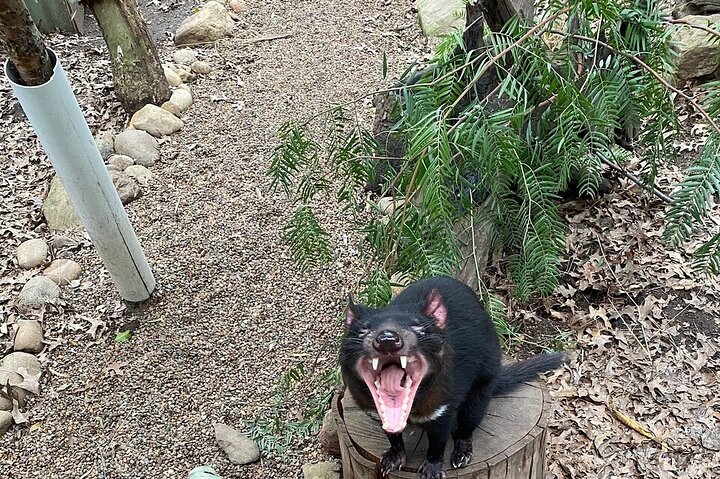 Featherdale Wildlife Park General Admission - thumb 1